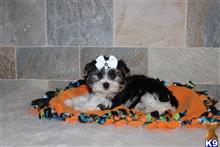 biewer puppy posted by my babydoll yorkies